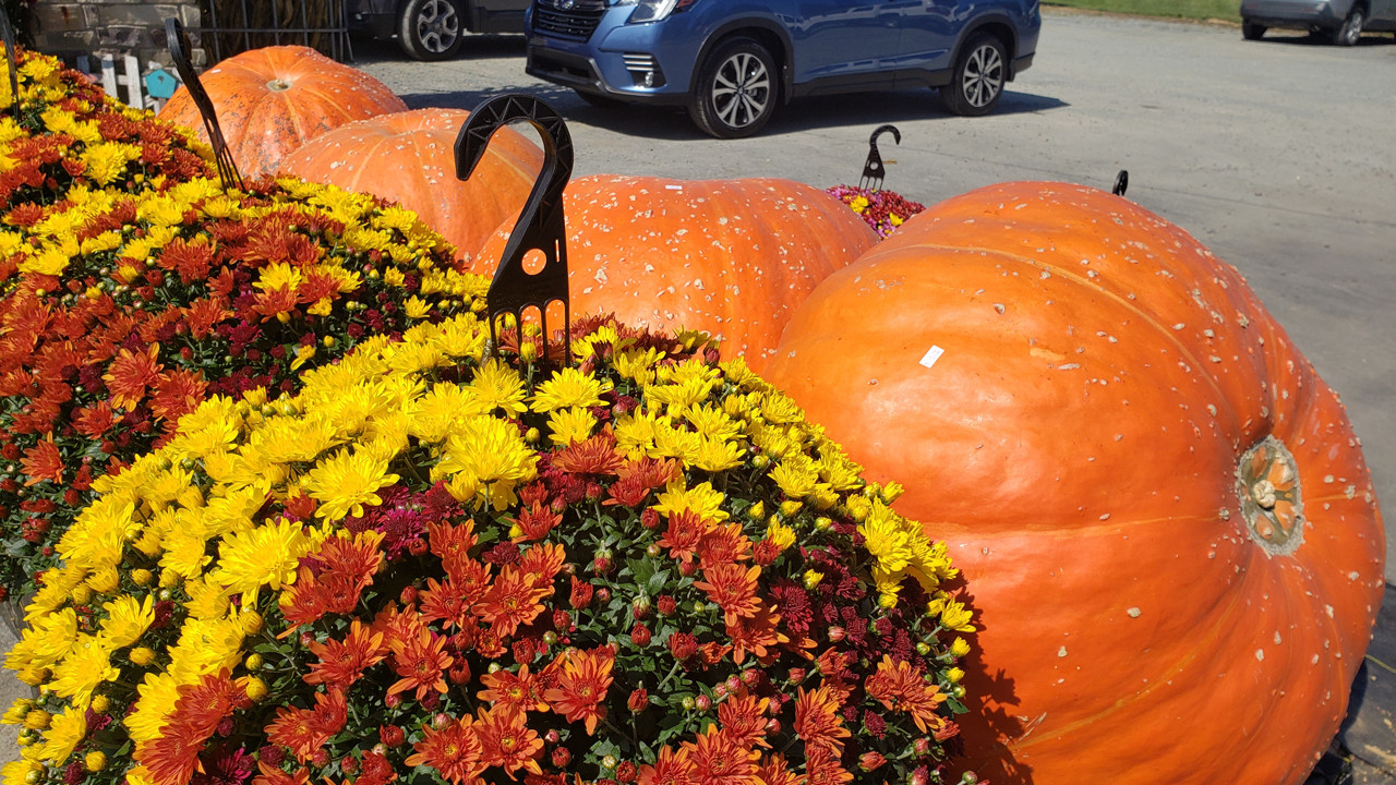 1 tonluk sır:: Bir balkabağı, nasıl oluyor da 1.000 kiloya kadar büyüyebiliyor?