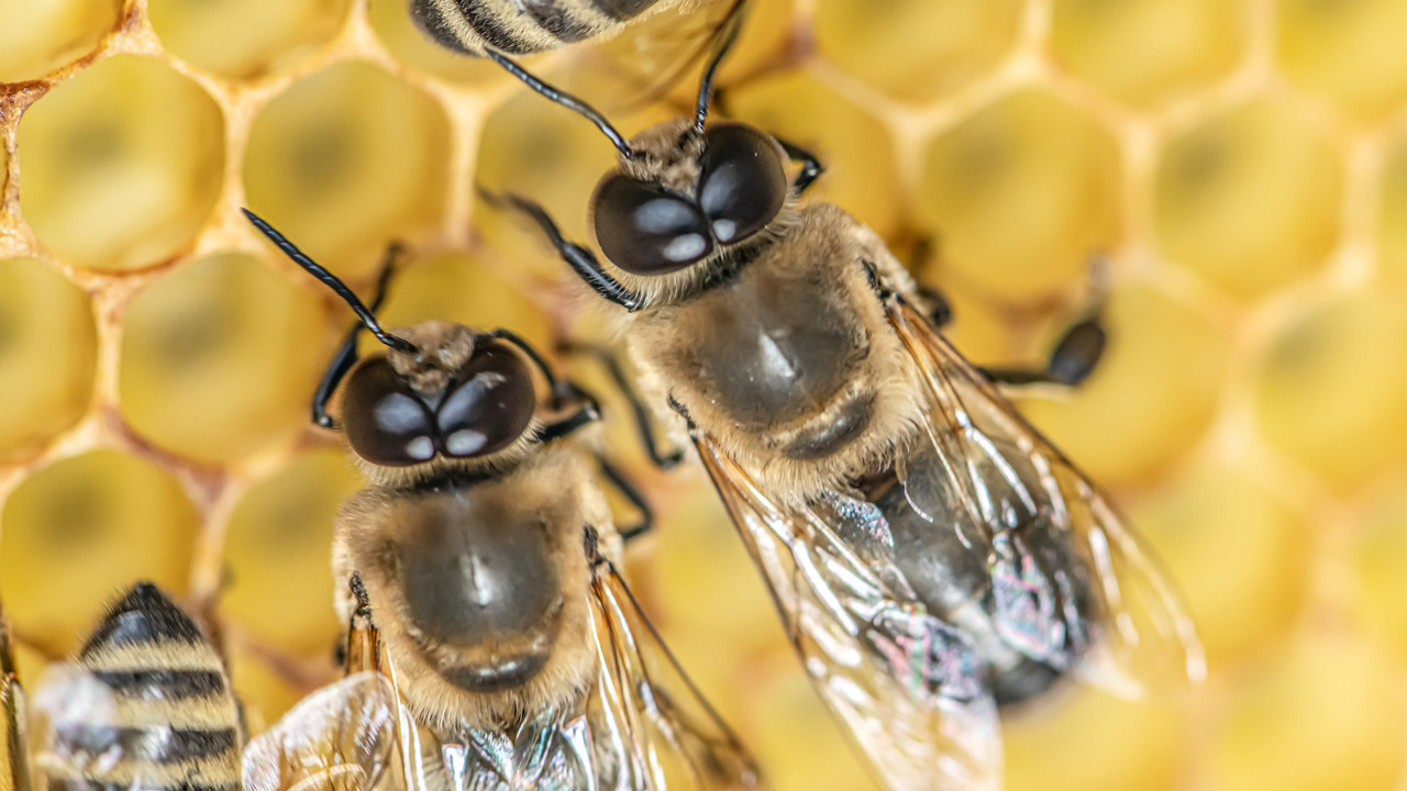 Erkek arılar, çiftleşme sırasında neden patlayarak ölüyor?