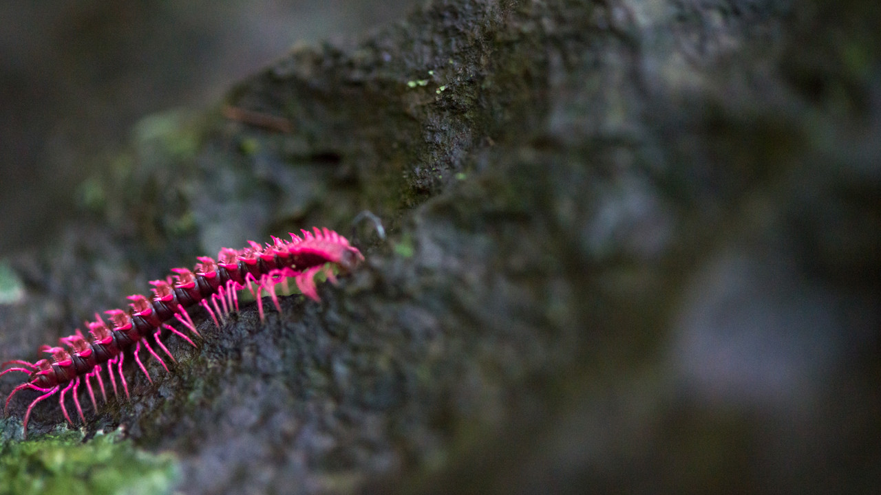 Tayland mağarasında heyecanlandıran keşif: "Prenses Ejderha"