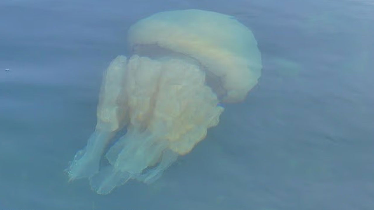 İngiltere kıyılarında büyük işgal: İyi haberler de var, kötü haberler de...