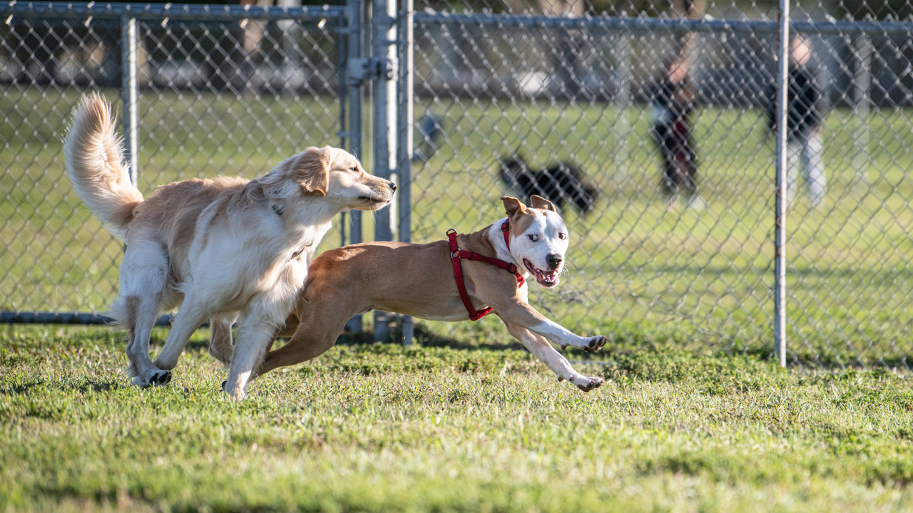 50.000 dolarlık 'ikinci şans': Süperstarın klonlanan köpeği, gerçekten aynı köpek mi?