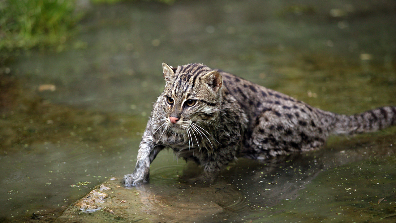 Bildiğiniz tüm kedileri unutun, bu kedi türü hepsinden çok farklı