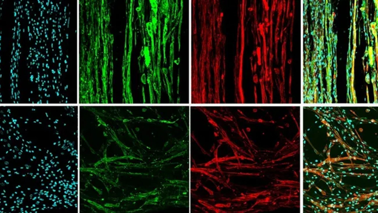 İşlevsel kas dokusunu yoktan var ettiler. Hem de uzayda...