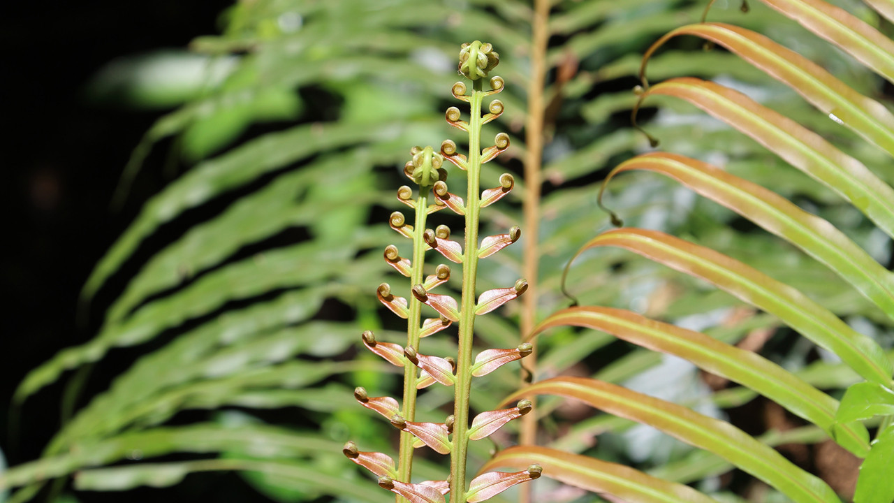 Uğrunda küresel krizler çıkan nadir toprak elementleri, artık ağaçlarda "yetişiyor"