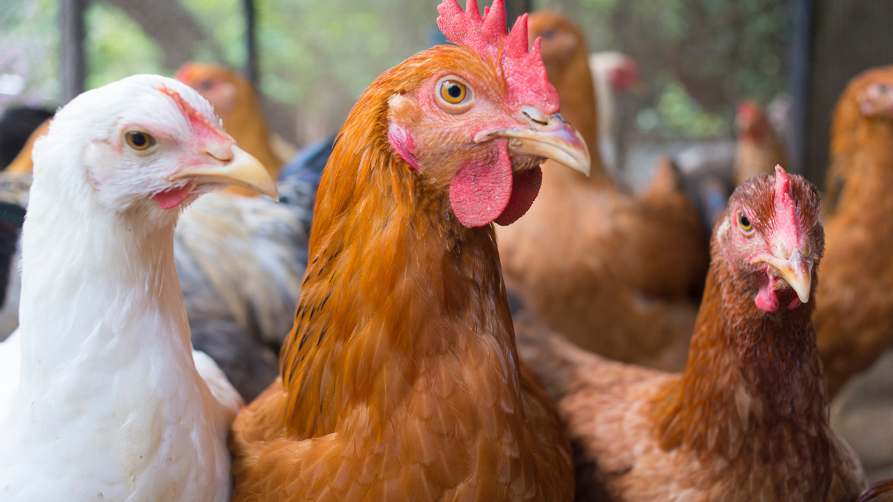 H5N1'den sonra H5N5 korkusu: Kuş gribi virüsündeki protein değişikliği ne anlama geliyor?