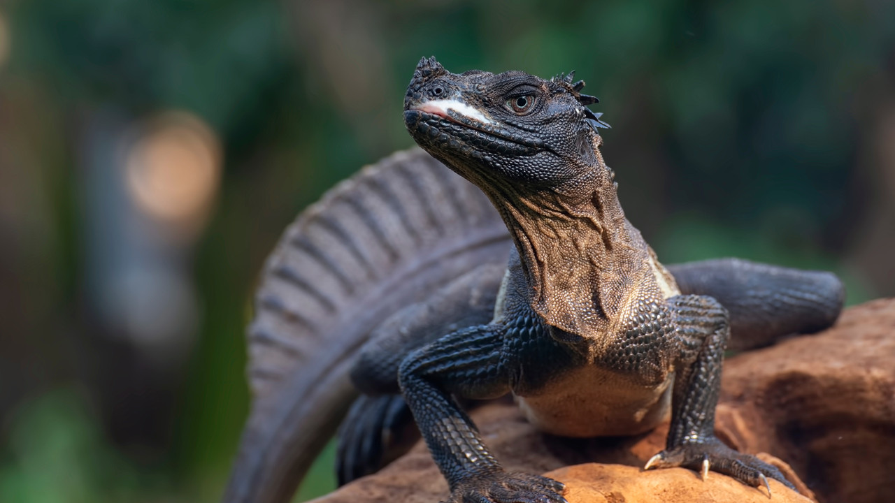 Kara borsanın gözdesi: Dinozor görünümlü bu canlılar sizi de şaşırtacak