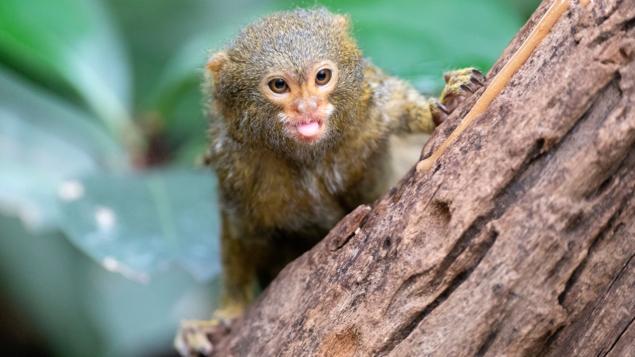 Avuç içine sığan maymunlar: Parmak maymununun mücadele dolu hikayesi