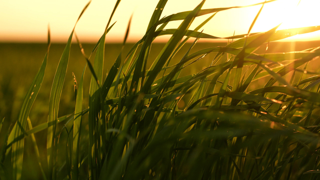 Ağaçların bile nefesi kesildi: İklim krizine karşı doğadan kopyalanan çözüm