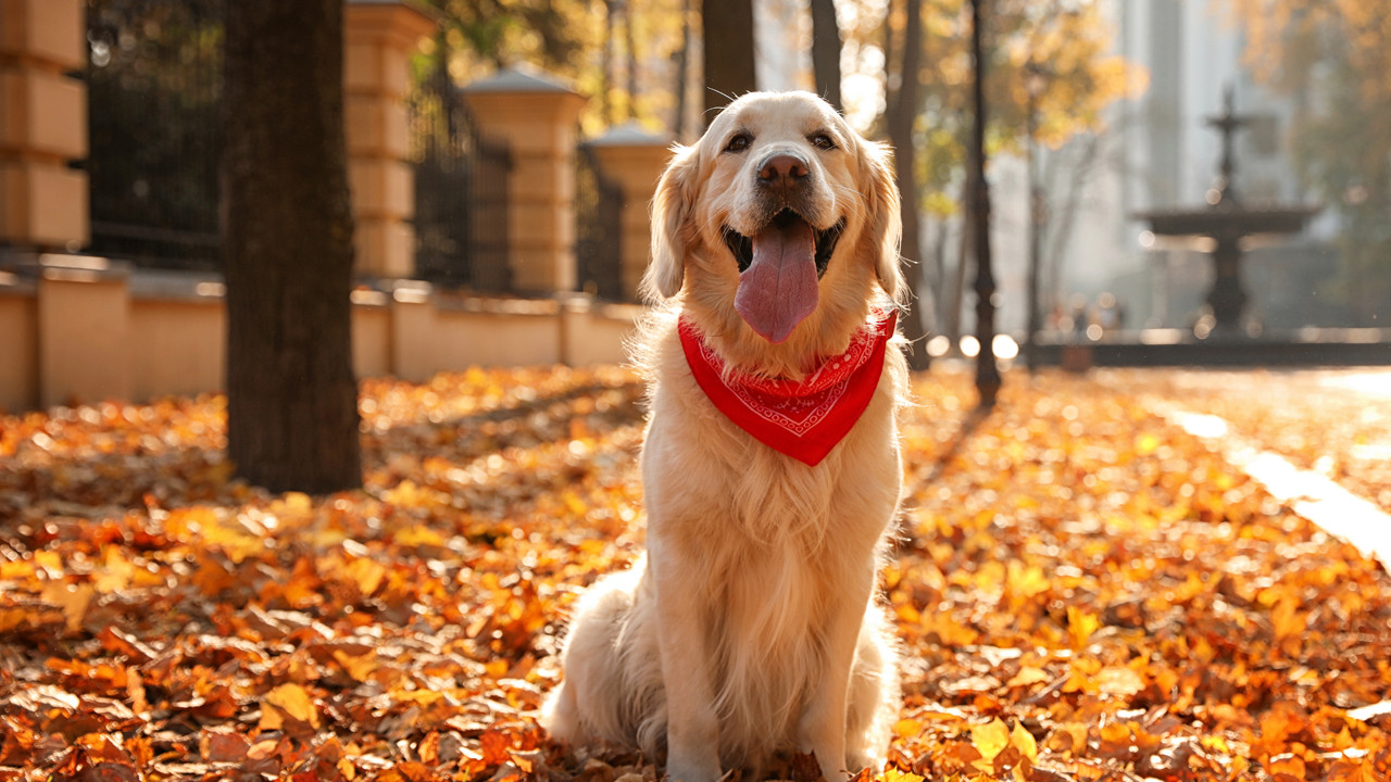 Cevap bulundu: Köpekler, sahiplerine neden bu kadar benziyor?