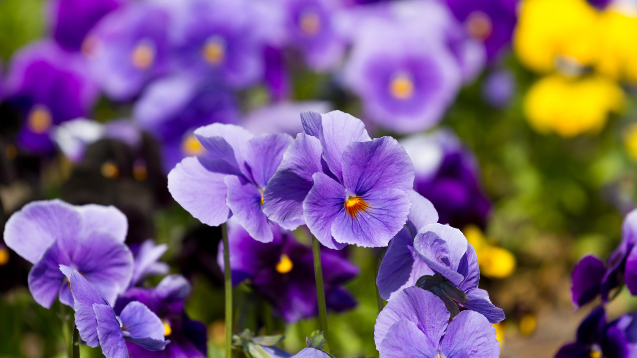 Doğada neredeyse hiç görünmeyen renk: Neden tüm renkler varken o yok?