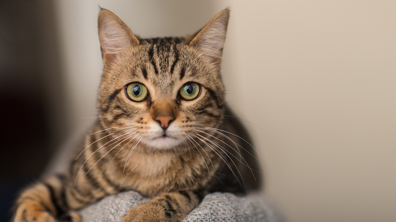 Evcil kedilerin tarihi yeniden yazılıyor: Türk kedileri evcil değilmiş!