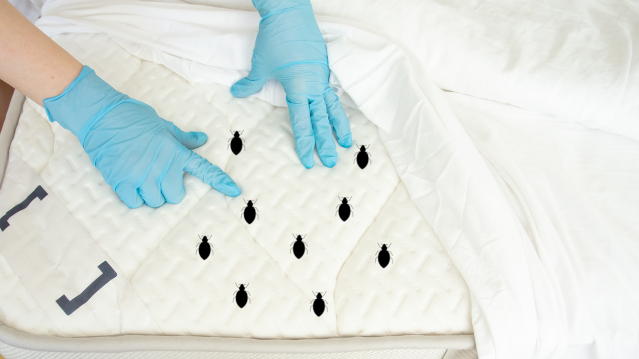 Siz yalnız yattığınızı sansanız da, aslında yatağınızda yalnız değilsiniz