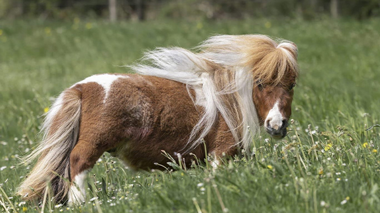 Dünya'nın yaşayan en küçük atı: Boyuna ve ağırlığına inanamayacaksınız