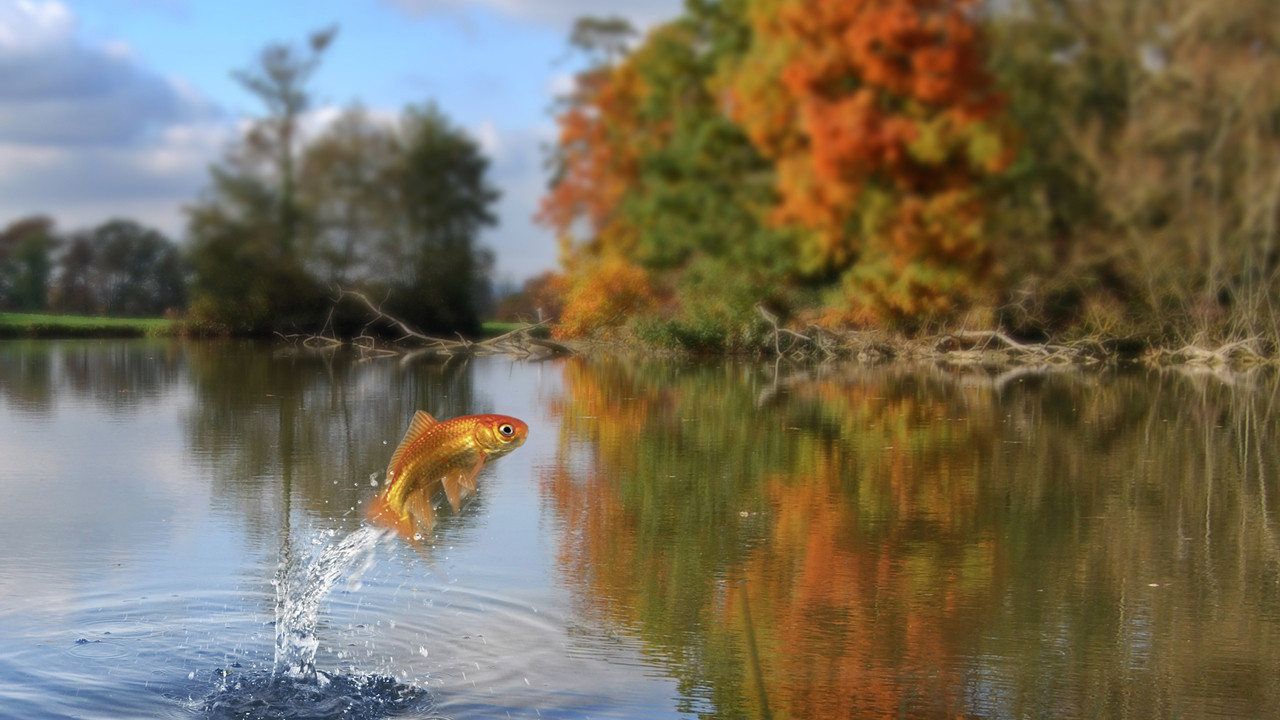 Balıkların boyları, neden giderek daha da küçülüyor?