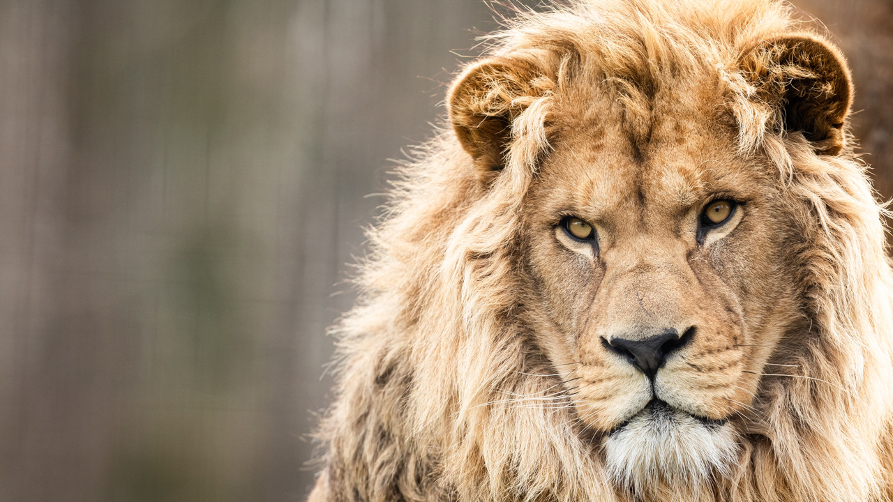 6.000 yıllık mucize: Aslanın çenesinden kurtulan genç adamın inanılmaz hikayesi