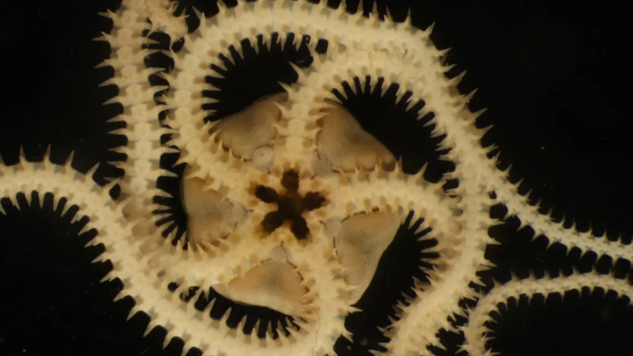 Pasifik’in gizli dünyası tehlikede: Madencilik çalışmaları ekosistemi sildi geçti