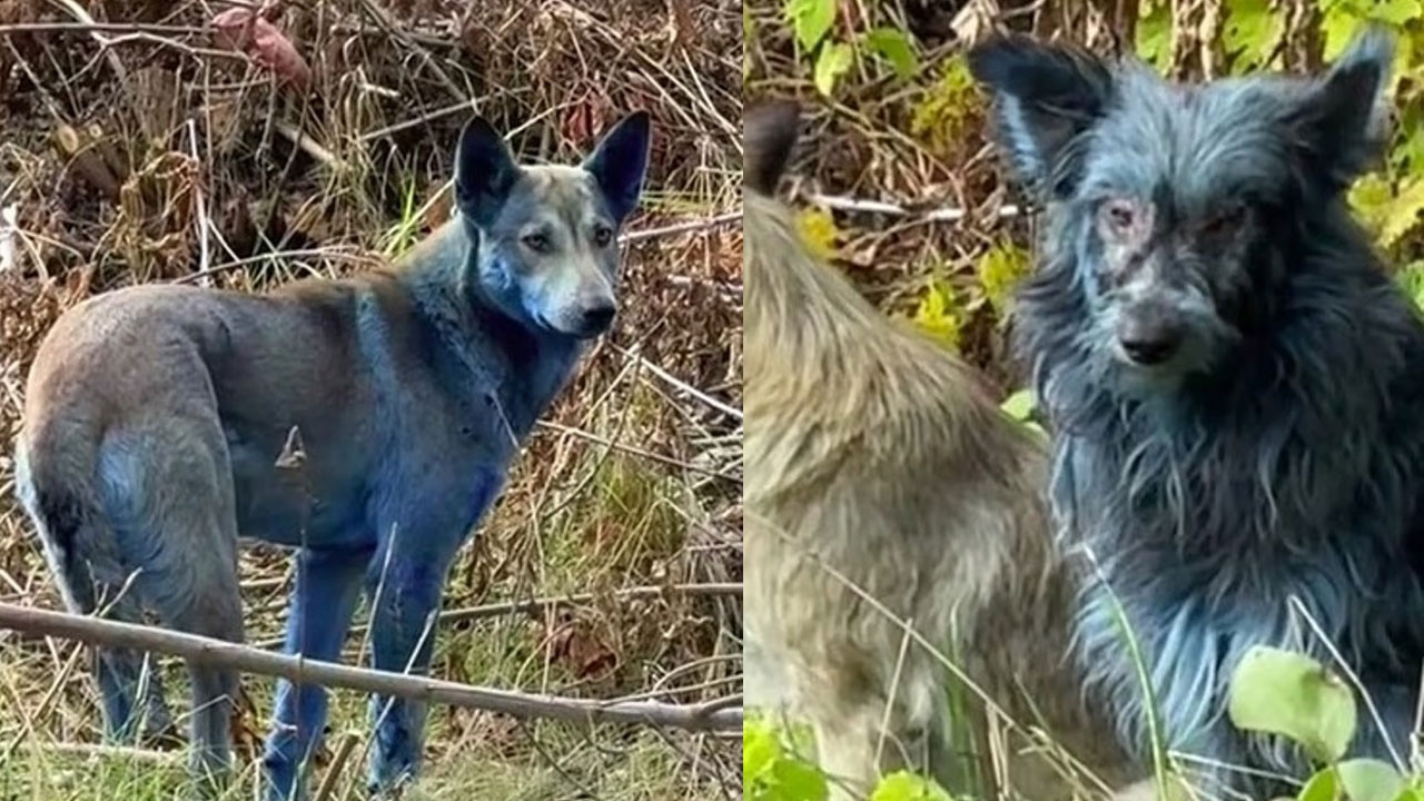 Çernobil’in mavi köpekleri: Köpekler neden birden bire maviye dönüştü?