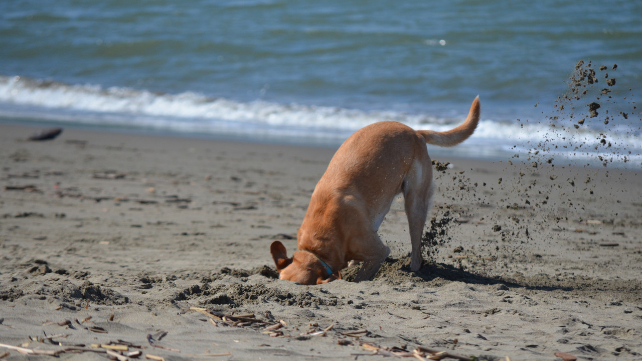 Köpeğiniz yiyeceklerini evin içinde saklıyor mu? İşte bunun nedeni...