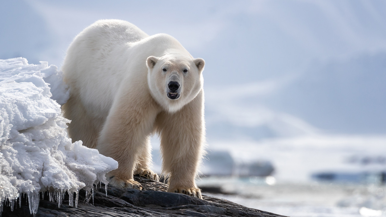 Kutup ayıları son çareyi buldu: DNA'ları dramatik şekilde değişiyor