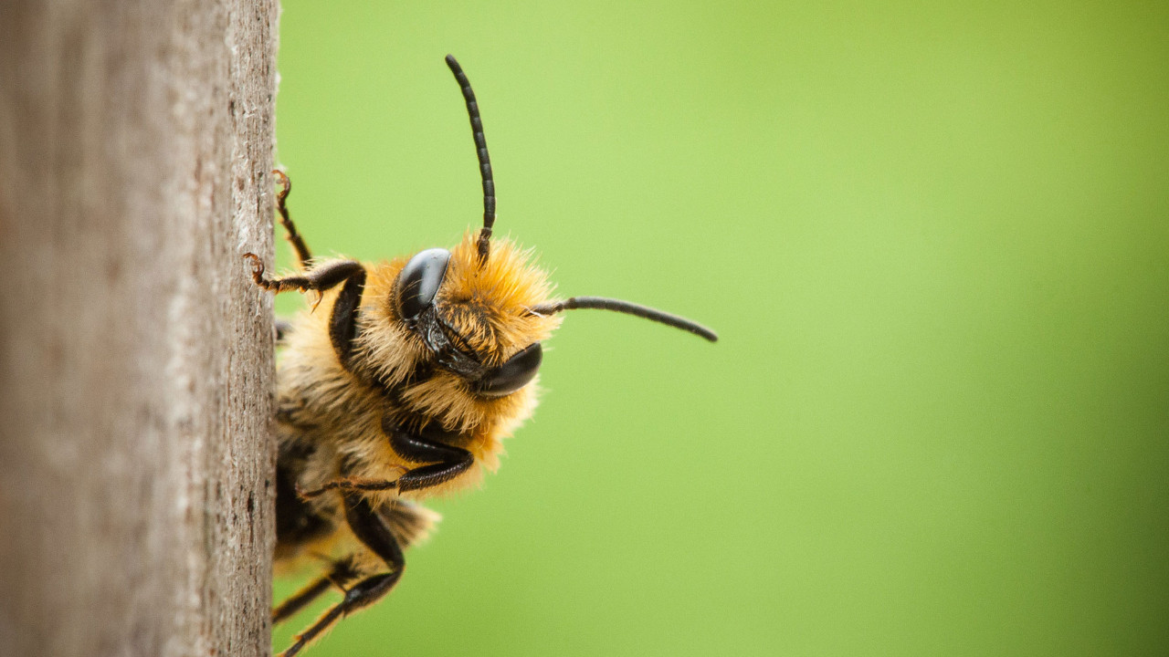 Mağara zeminindeki fosillerin içinden binlerce yıllık "işçilik" çıktı