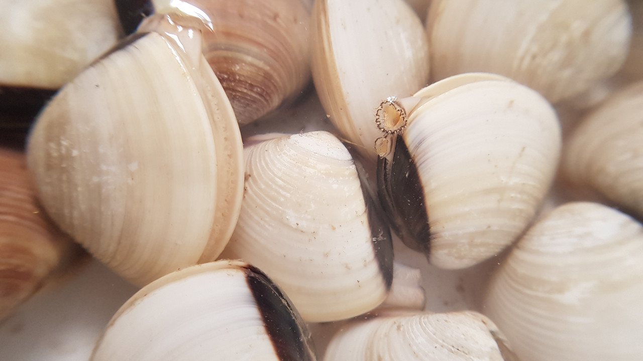 507 yaşındaydı: Dünyanın en yaşlı canlısını bulduğumuz gün öldürdük