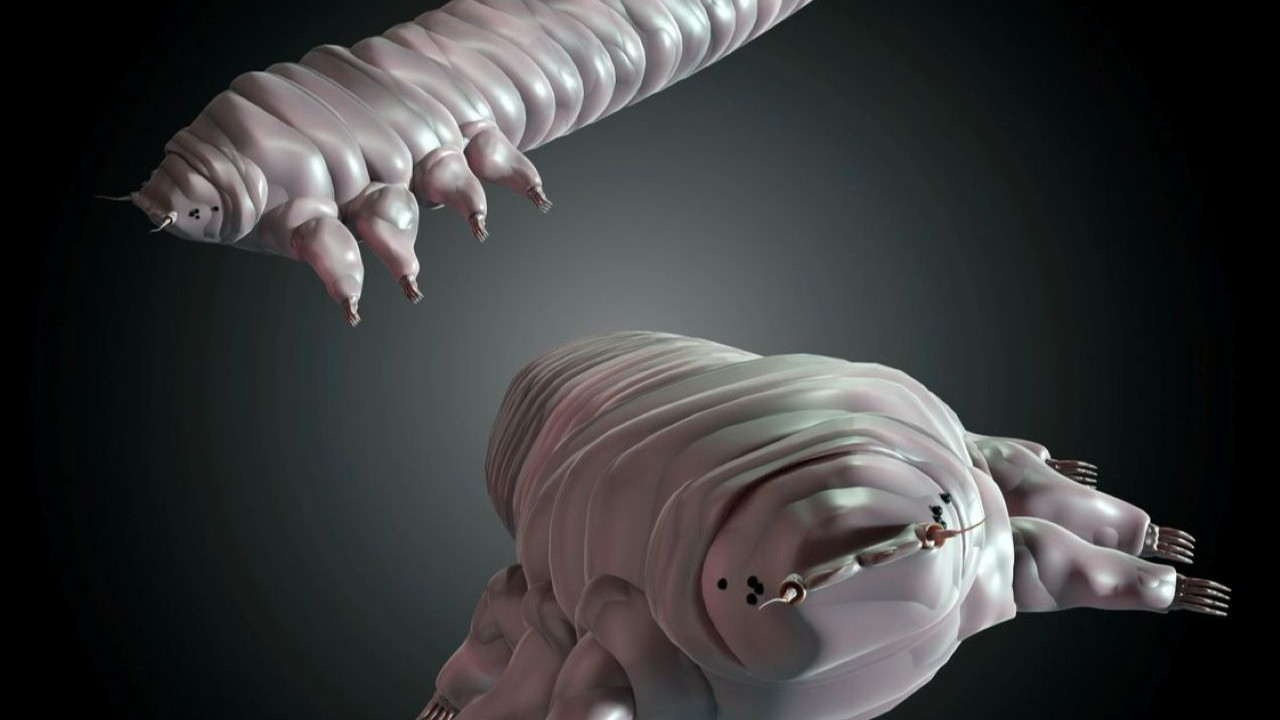 En yakınınızdaki bu canlıyı tanıyor musunuz? Siz uyurken o ortaya çıkıyor