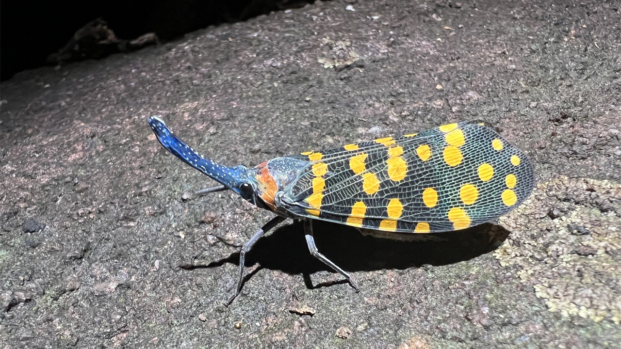 Dünya'da yaşayan canlılar hakkında aslında hiçbir şey bilmiyor muyuz?