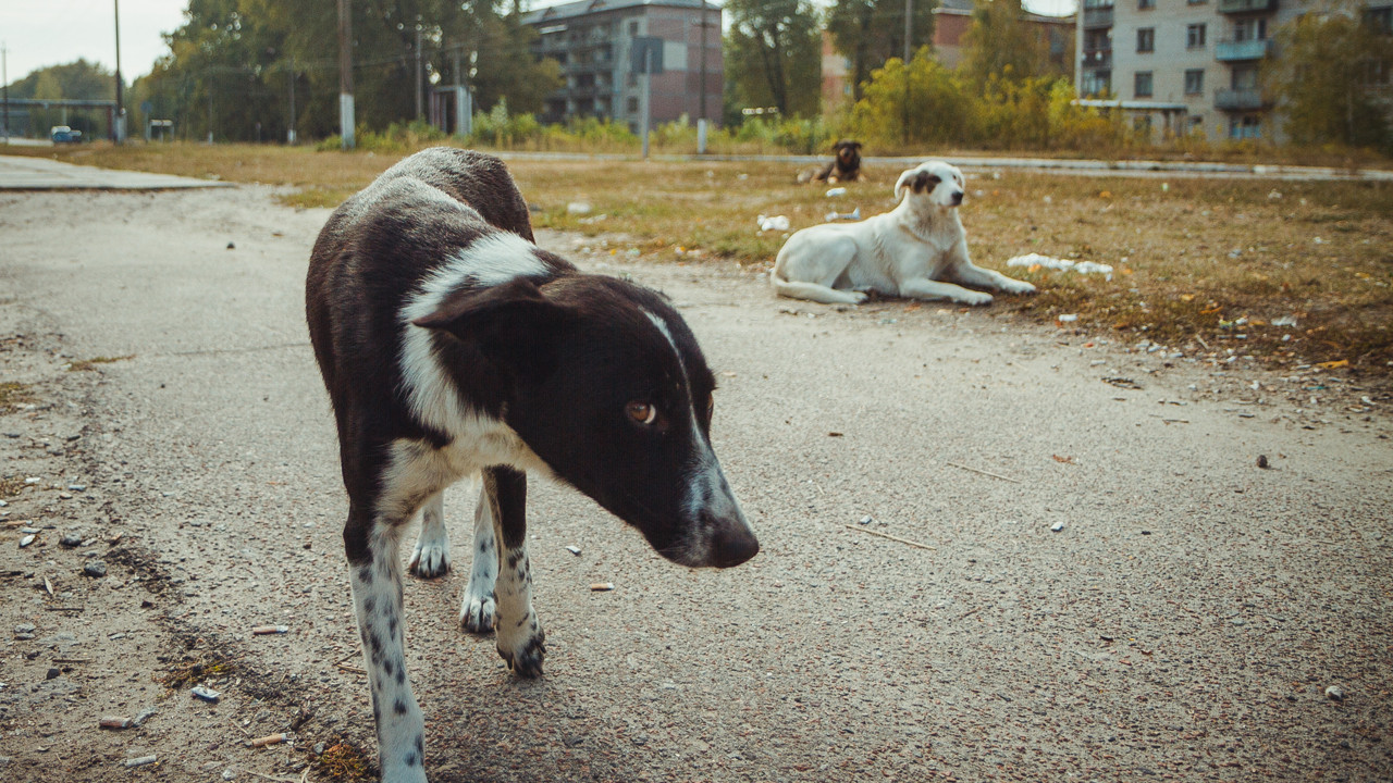 Çernobil'in köpekleri, yeni bir türe mi dönüşüyor?