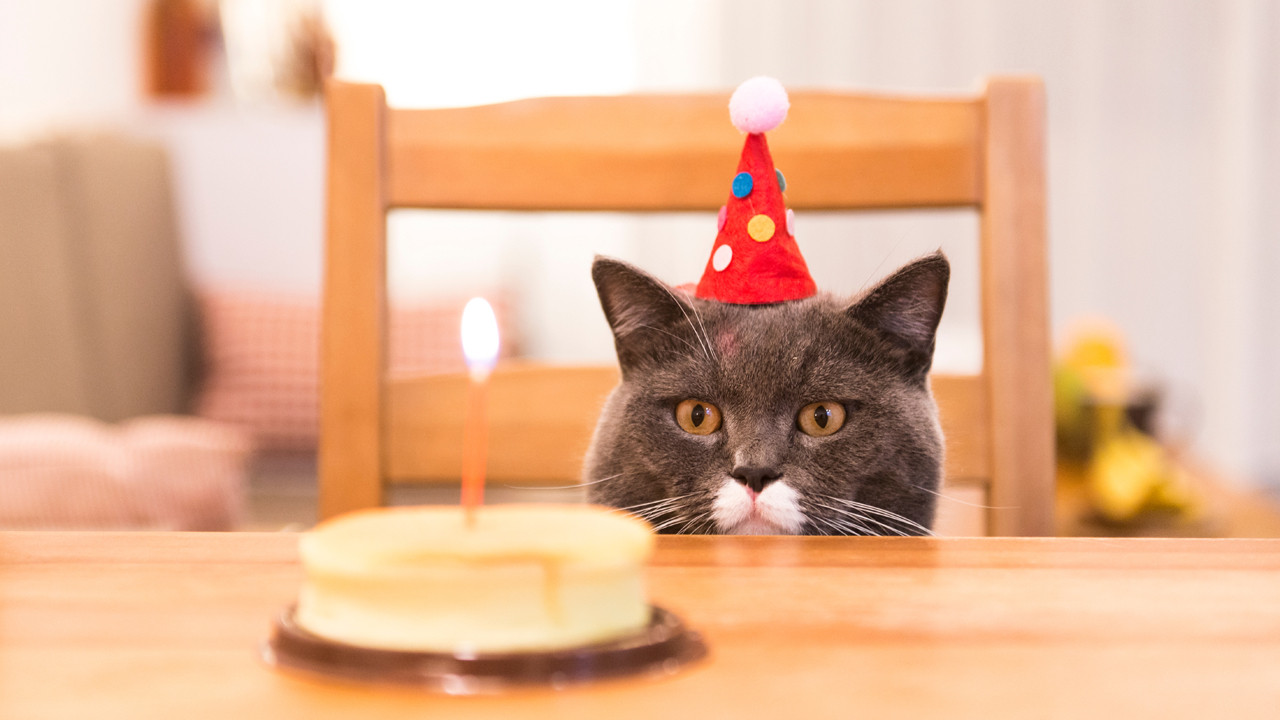 Sahibiyle aynı yaşta: Dünyanın yaşayan en yaşlı kedisinin yaşına inanamayacaksınız