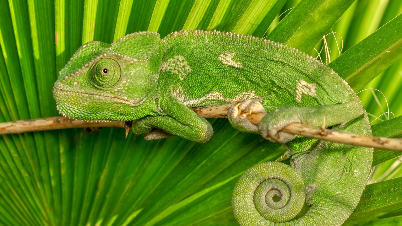 Bukalemunlar kıskanacak: Laboratuvarda üretilen "canlı" deri her şeyi değiştirecek