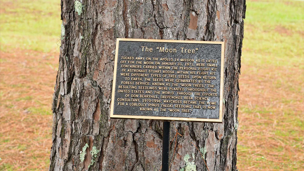 Yanından geçtiğiniz ağaç aslında Ay’dan gelmiş olabilir