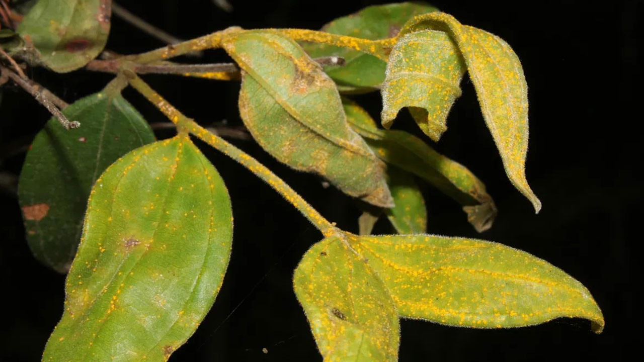 Bilim dünyasının yaşayan ölüsü: Zombi bitkisi için kurtarma operasyonu