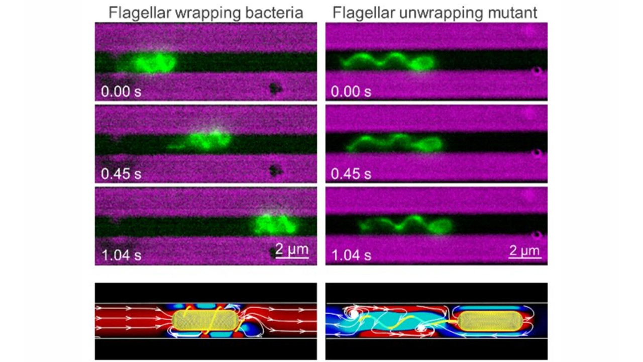 Bakterinin inanılmaz vitesi: Saç telinden ince tünelleri "matkap" moduyla aşıyorlar
