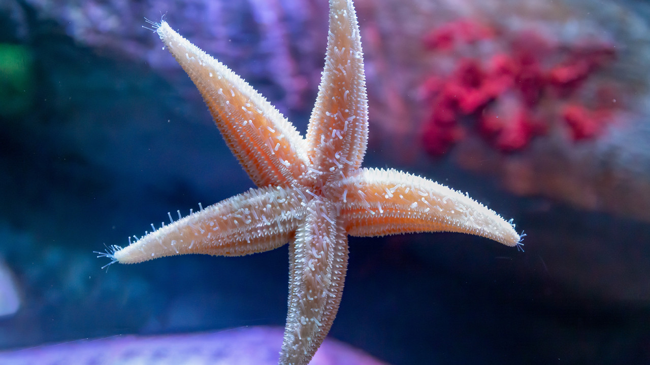 Beyni yok ama yüzlerce ayağı var: Deniz yıldızlarının akıl almaz yürüyüşü