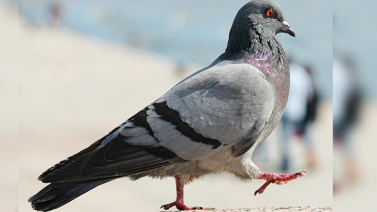 Kanatlı kahramanın bacağında bulunan şifre: Onlarca yıldır kimse çözemiyor