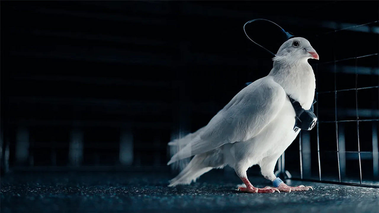 Bilim mi, eziyet mi? Çipli güvercinler dünyayı ayağa kaldırdı