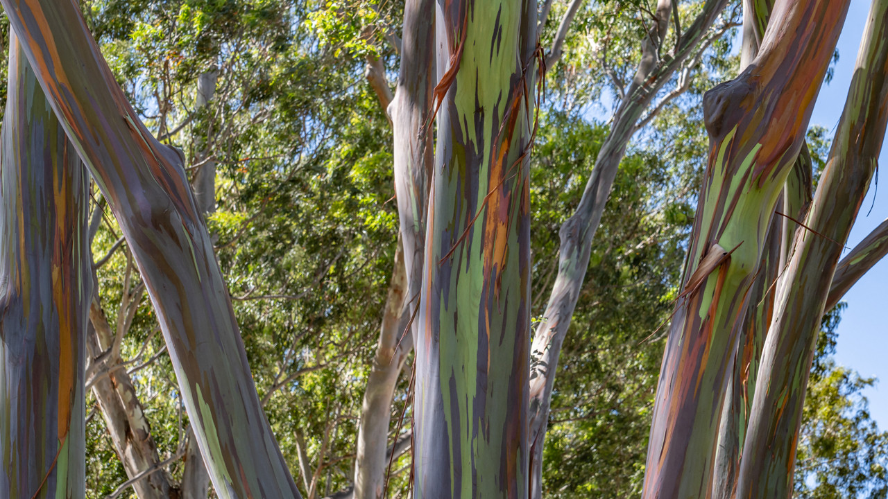 Gövdesinde gökkuşağı saklayan ağaç: Yapay zeka değil, tamamen gerçek!