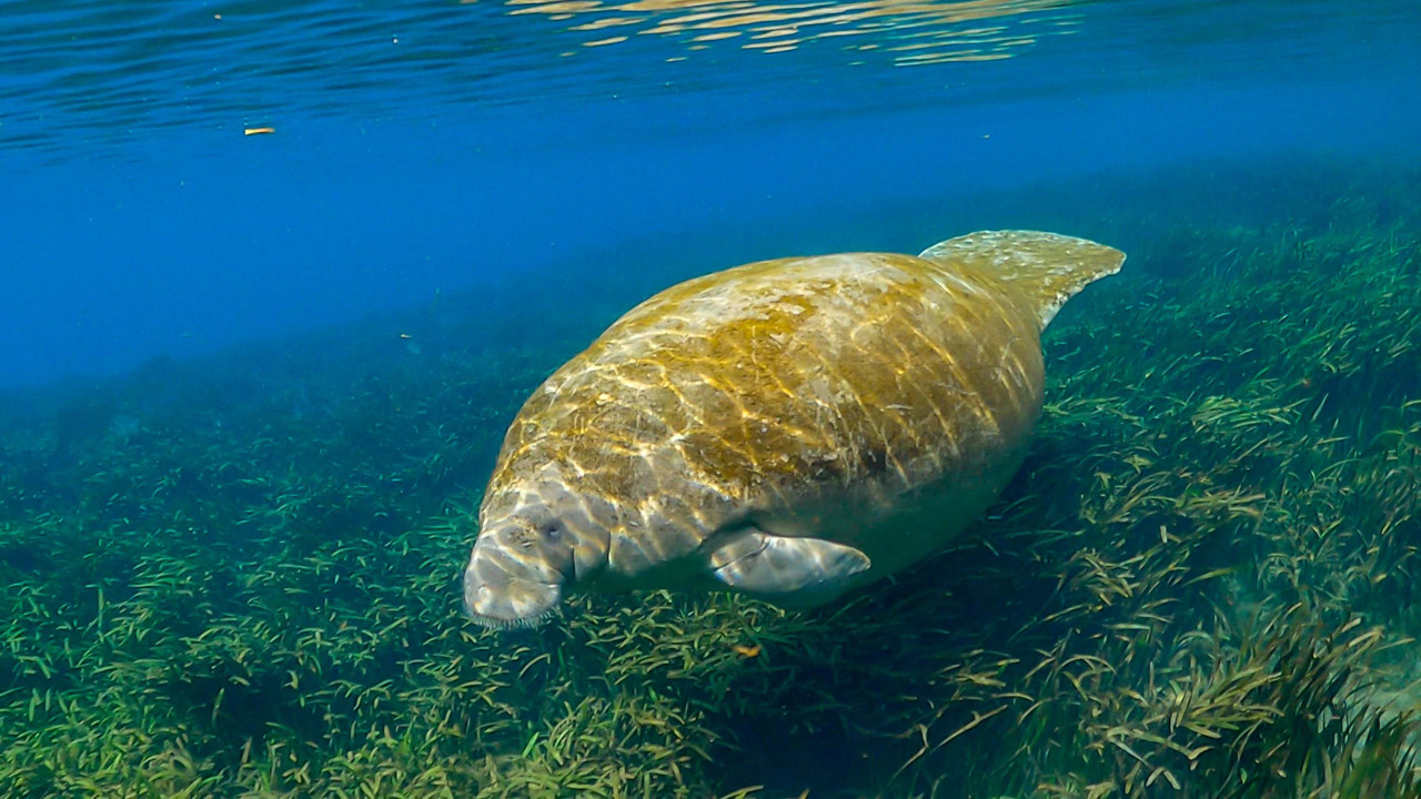 Asıl canavar kim?: Sadece 27 yılda yok ettiğimiz "deniz canavarı"