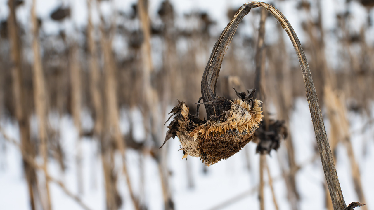Milyonlarca insanı bekleyen büyük tehlike: 363 milyon kişi sınırda