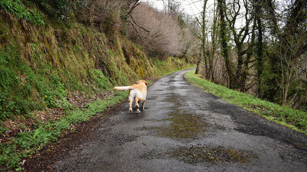 Yollarını nasıl buluyorlar? Köpeklerin eve dönüş şifreleri çözüldü!