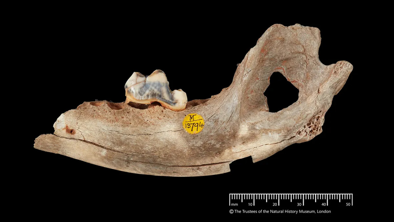 Tarihin en eski evcil köpeği Türkiye'de bulundu