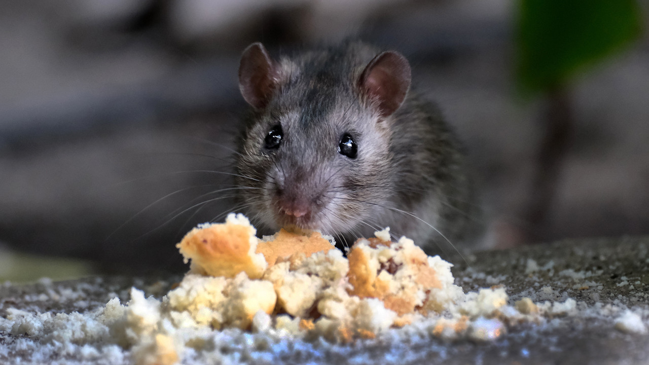 1,8 gramlık mucize: Fiziğin sınırlarını zorlayan fare ile tanışın