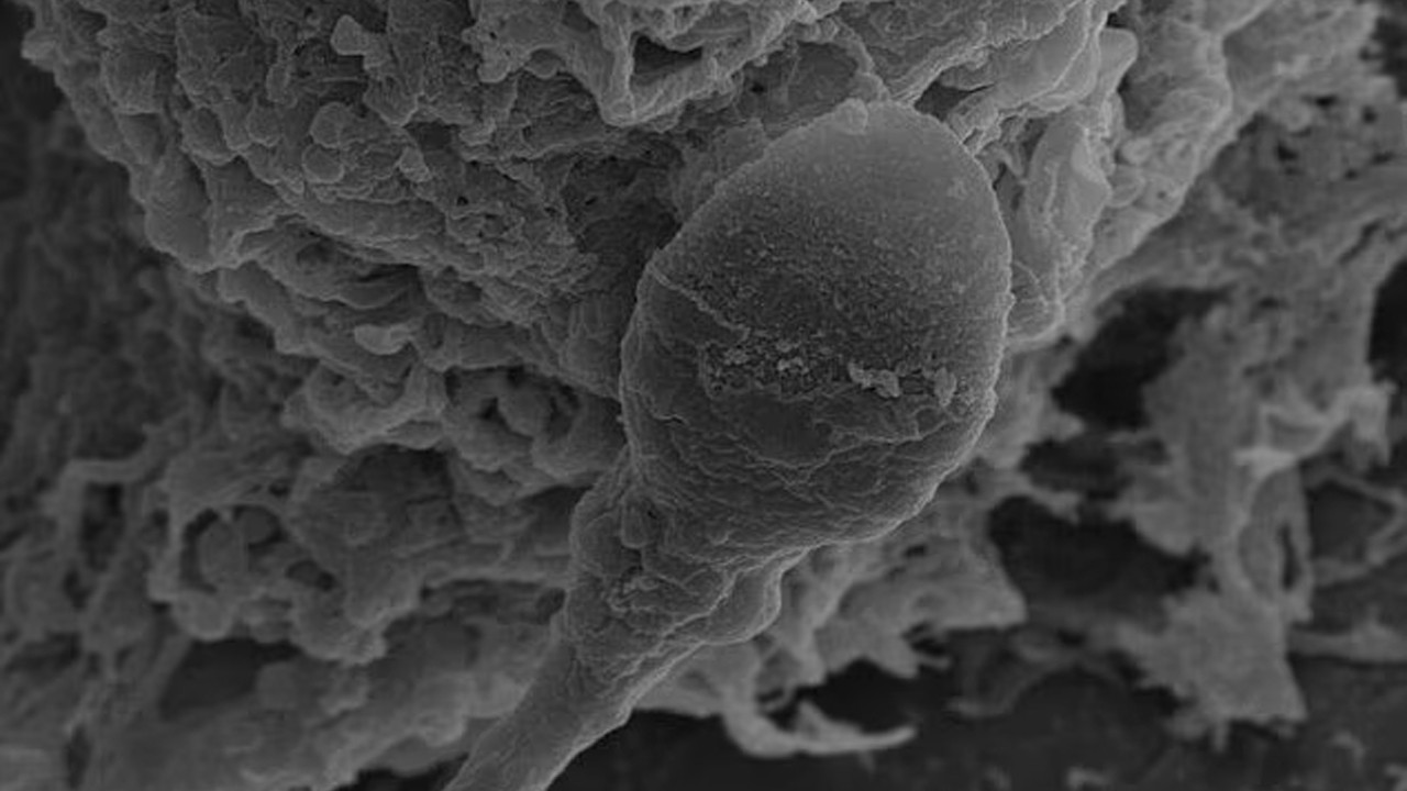 Uzayda bebek sahibi olmak imkansız mı: Spermler yolunu şaşırdı