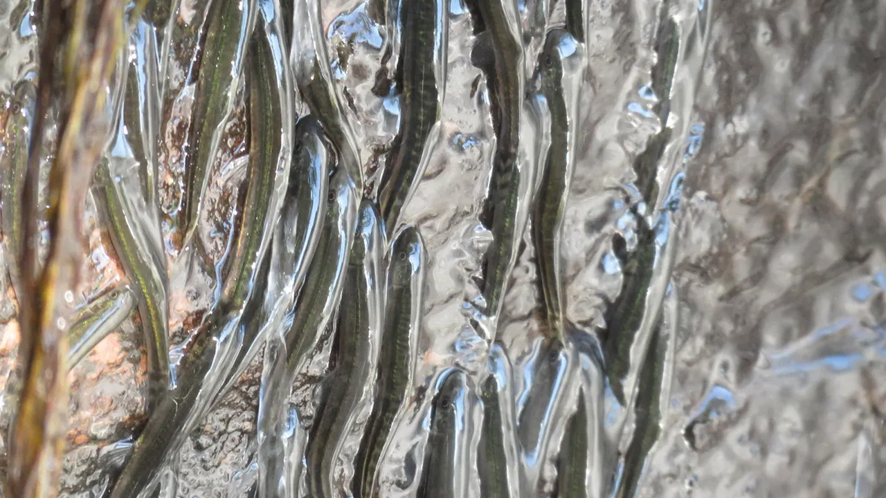 Kalumba balıkları: Yerçekimine meydan okuyan 5 santimetrelik "devler"