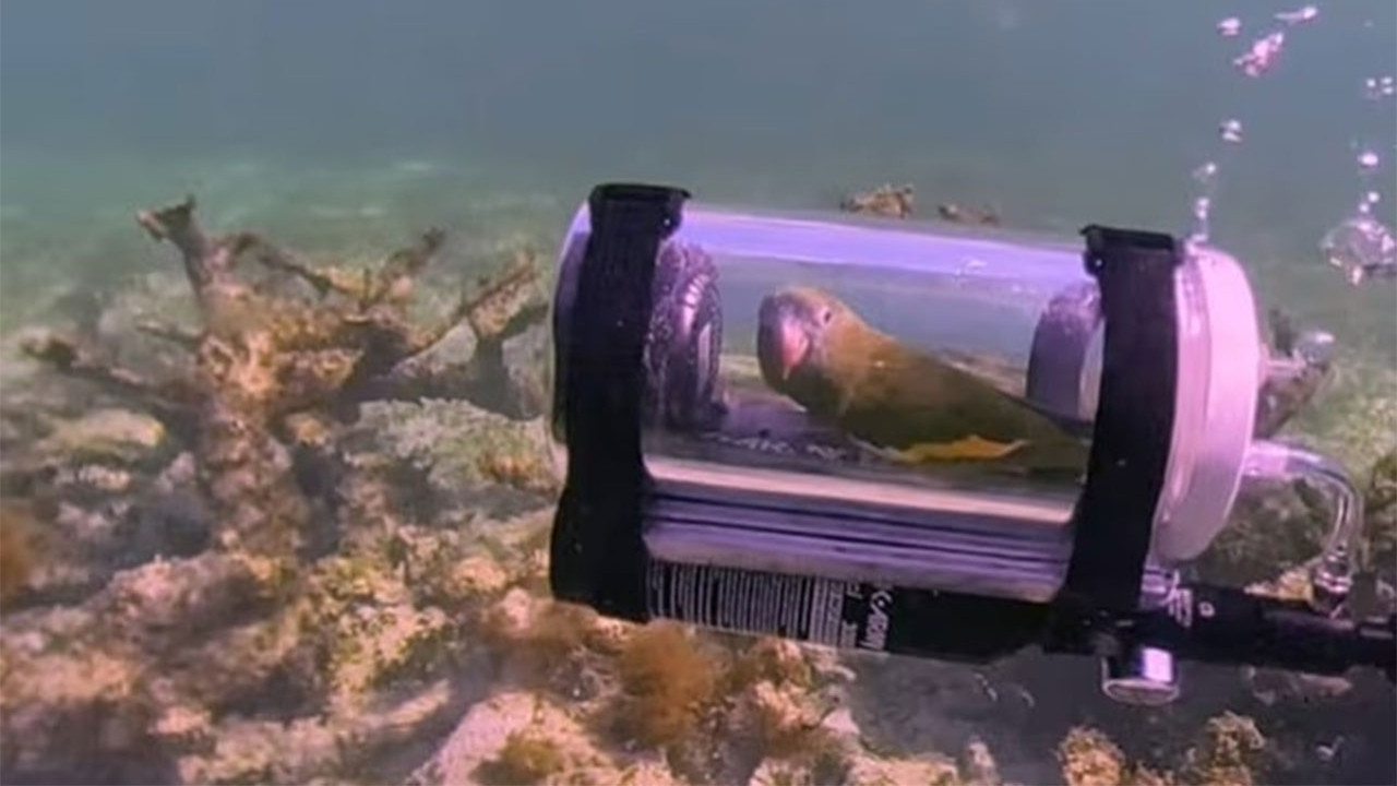 Bebe isimli kuşun su altı macerası internette viral oldu