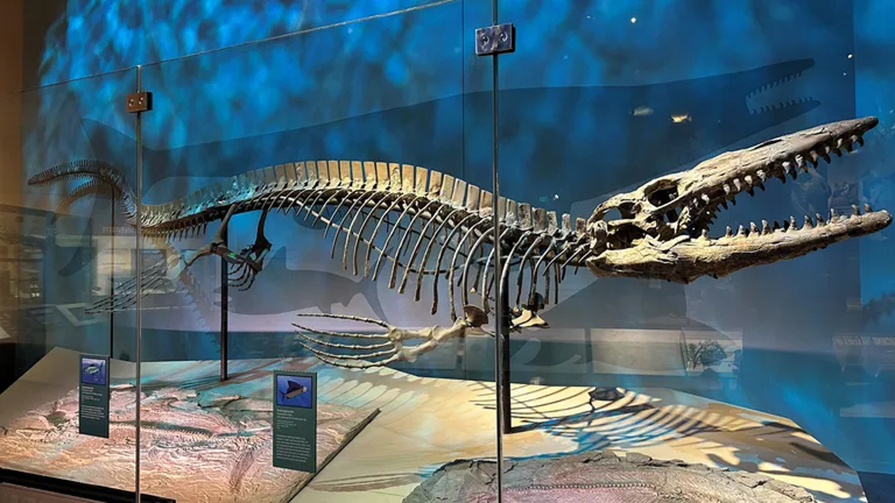 Okyanusların yeni T. rex’i keşfedildi: 13 metrelik dev dehşet saçıyordu