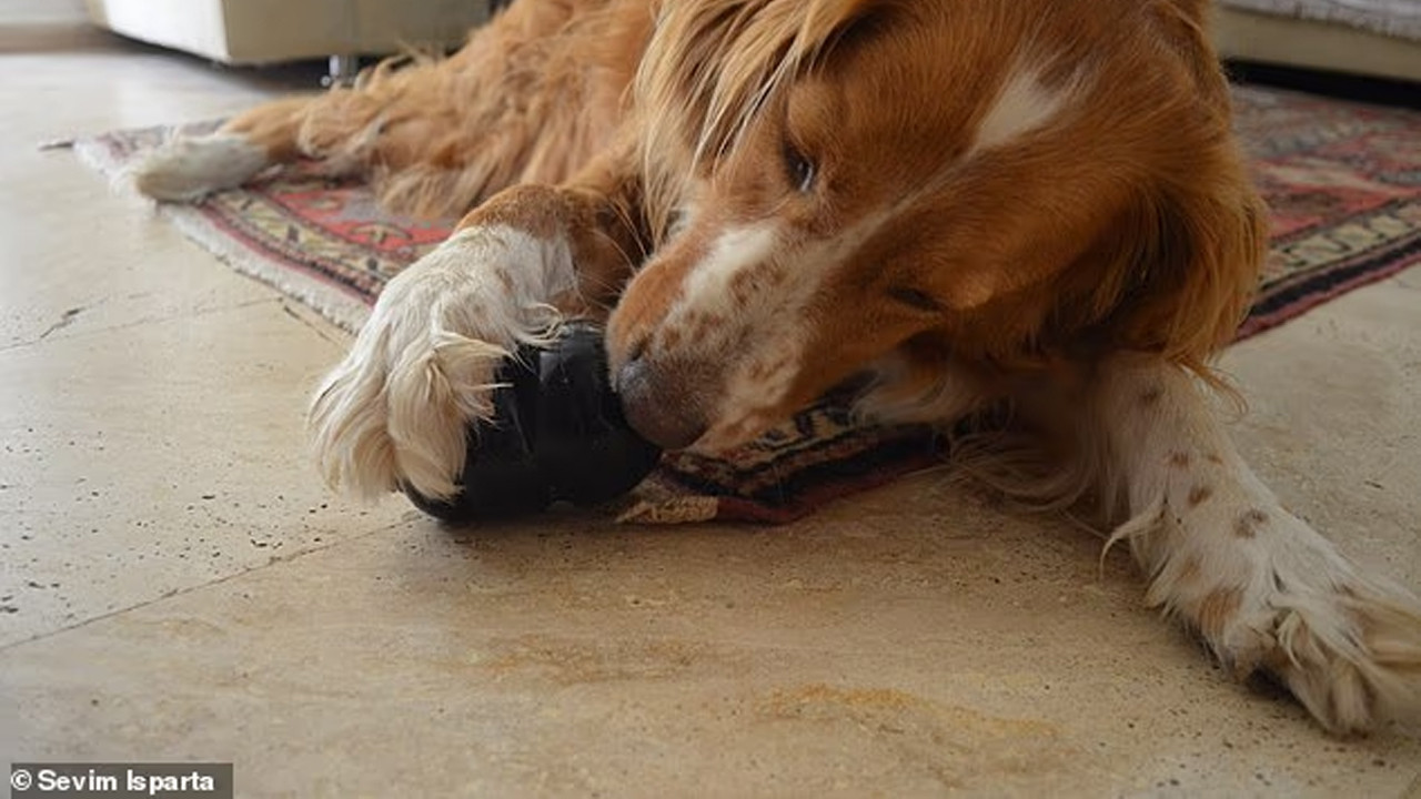 Köpeğiniz solak mı, sağlak mı? İşte bunu anlamanızın en kola